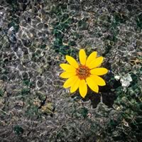 Katowickie Wodociągi S.A.