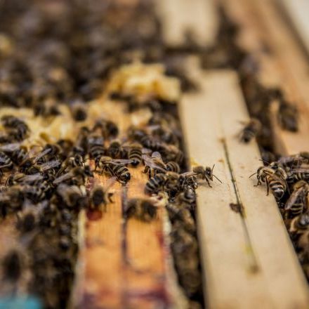 Zamieszkało w nich 20 tys. pszczół