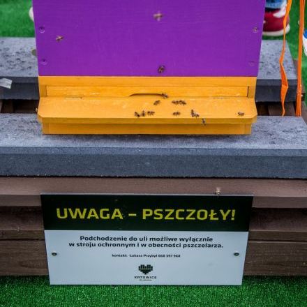 Opiekuje się nimi Koło Pszczelarzy Miejskich